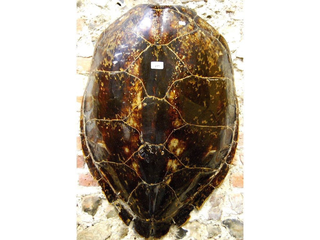 Appraisal: An antique turtle shell x cm