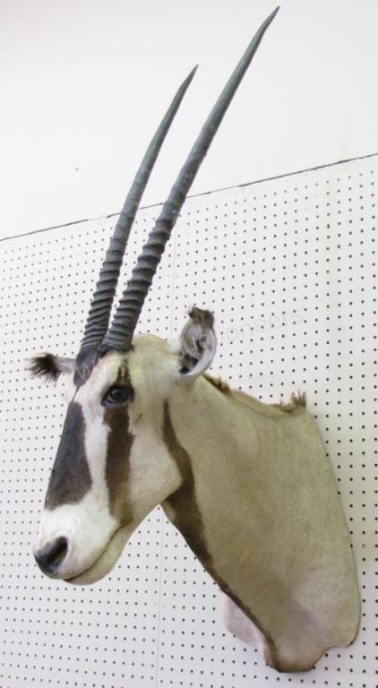 Appraisal: A taxidermy shoulder mount of African Oryx approx overall height