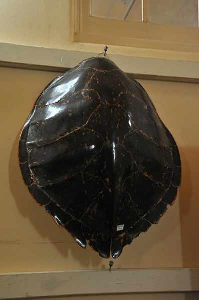 Appraisal: A LARGE TURTLE SHELL