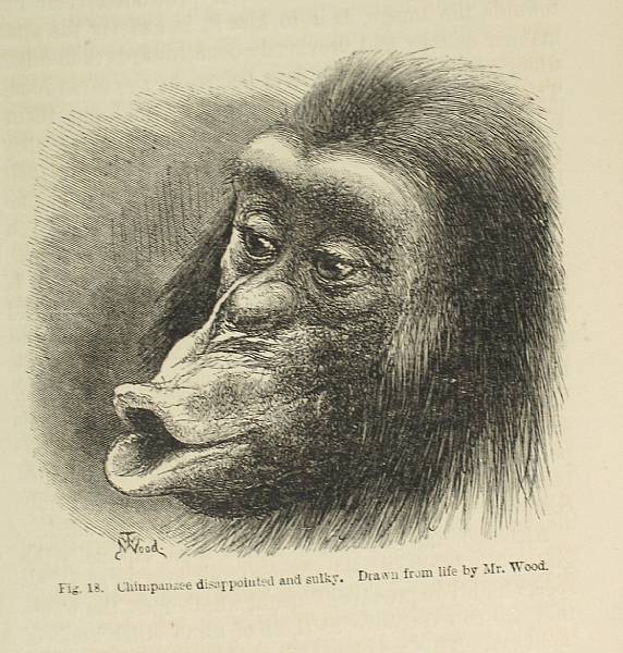 Appraisal: DARWIN CHARLES The Expression of the Emotions in Man and