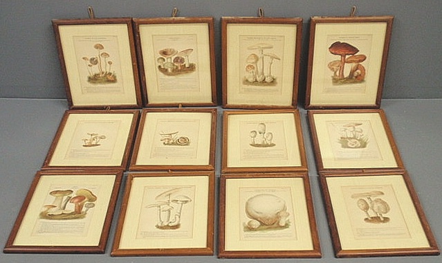 Appraisal: Set of twelve prints of mushrooms framed and matted x