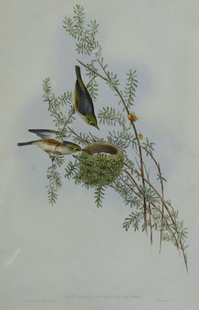 Appraisal: Grey-backed Zosterops Zosterops Dorsalis