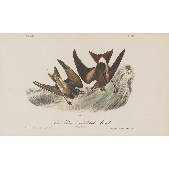 Appraisal: After John James Audubon American - ''Forked-Tailed Petrel '' -