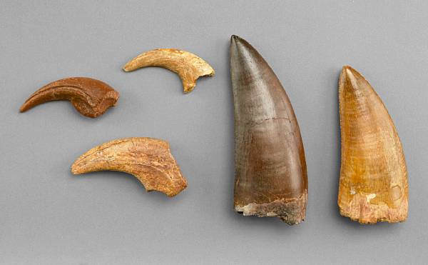 Appraisal: Indeterminate species Cretaceous Morocco A collection of three dinosaur claws