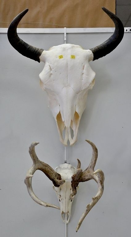 Appraisal: Group of skull mounts including Bison eight whitetail bucks fallow