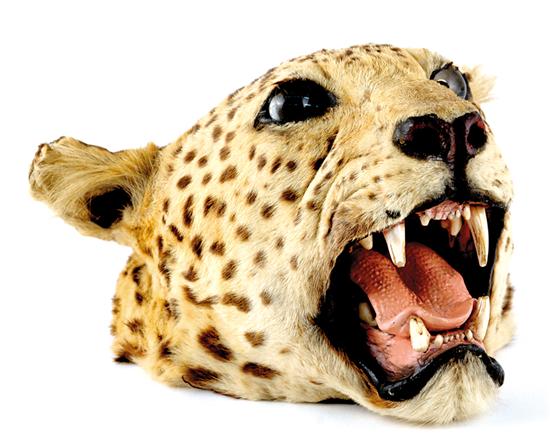 Appraisal: Taxidermy leopard specimen H Other Notes Purchasers are required to