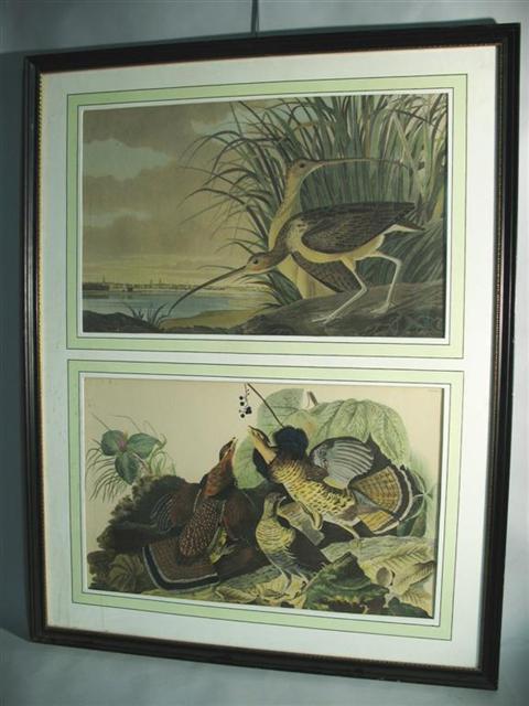 Appraisal: PAIR OF FRAMED MOUNTED ORNITHOLOGICAL PRINTS The vertically stacked prints