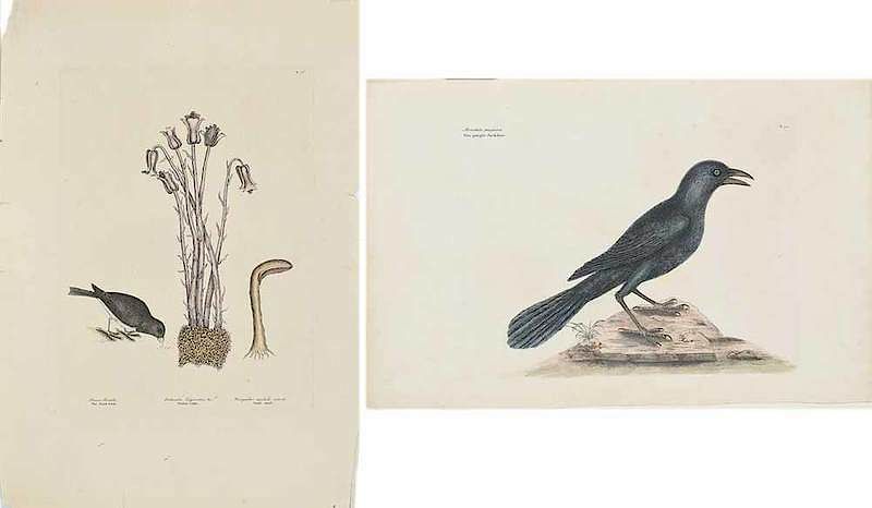 Appraisal: Mark Catesby British - Two bird plates T The Snow-bird