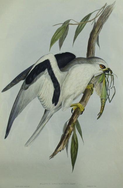 Appraisal: Letter-winged Kite Elanus Scriptus