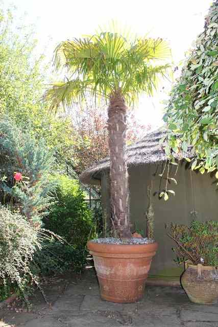 Appraisal: A LARGE PAIR OF TERRACOTTA FLOWER POTS with fruiting swag