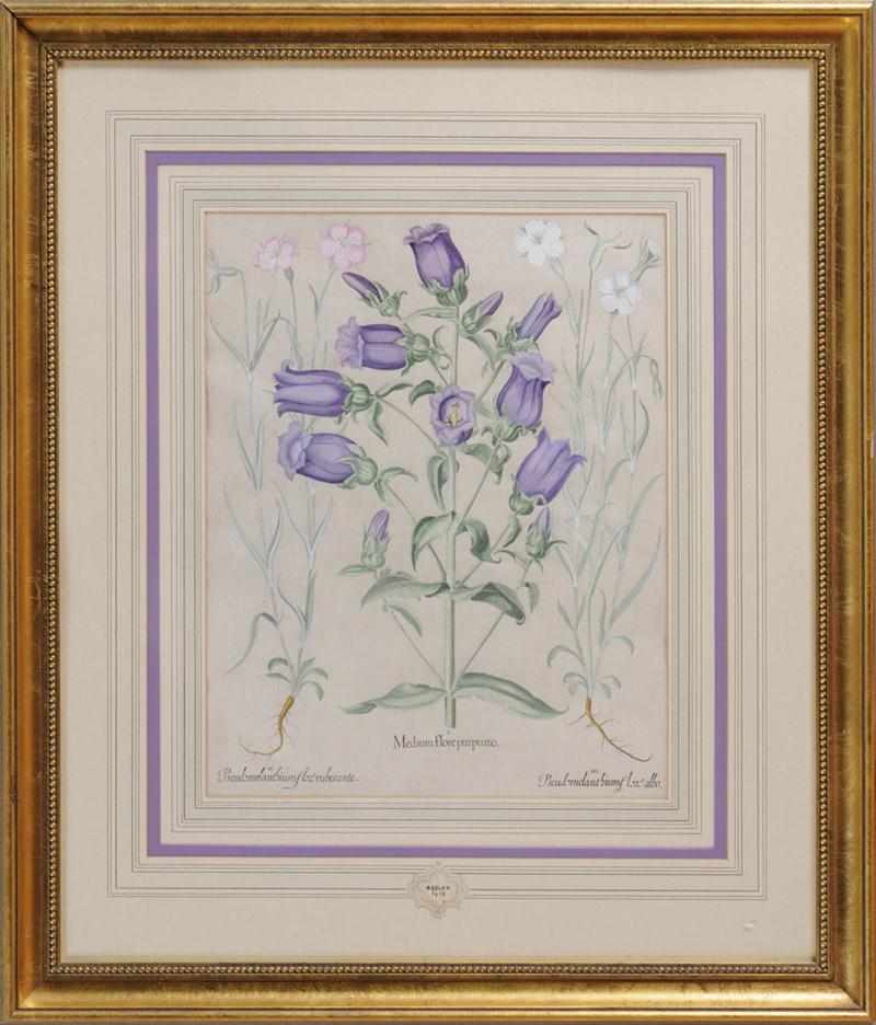 Appraisal: AFTER BASILIUS BESLER FLORE PURPUNEO AND FLORE ARGENTEO Two hand-colored