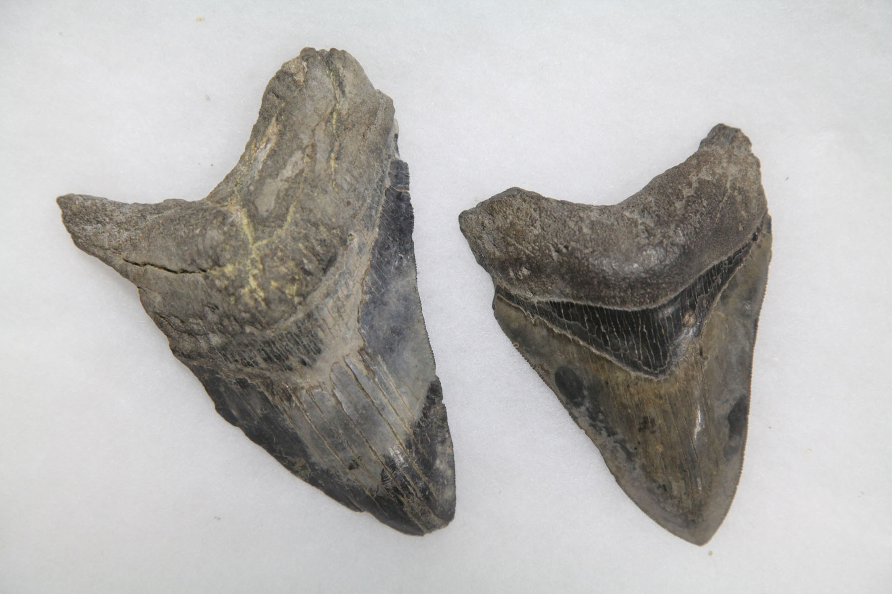 Appraisal: PAIR OF FOSSILIZED TEETH Pair of unusually large teeth most