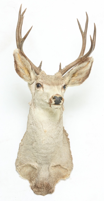 Appraisal: MULE DEER TAXIDERMY SHOULDER MOUNT Second half th century One