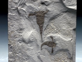 Appraisal: FINE DOUBLE FOSSIL SEA SCORPIONS Eurypterus remipes Upper Silurian Fiddler's