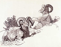 Appraisal: Bob Kuhn Untitled Bighorn Sheep conte crayon on paper x