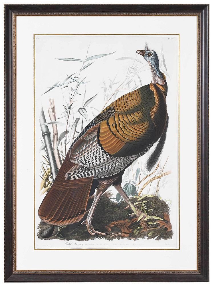 Appraisal: John James Audubon New York - Wild Turkey Meleagris Gallopavo