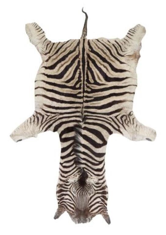 Appraisal: Zebra hide rug with beige canvas backing some creasing small