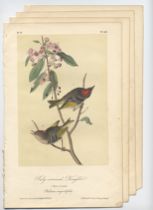 Appraisal: Set of Five Audubon Bird Prints Five loose colored lithograph