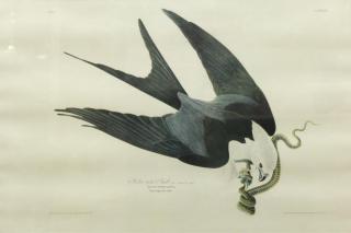 Appraisal: J J Audubon American Swallow-Tailed Hawk Number Plate from Birds