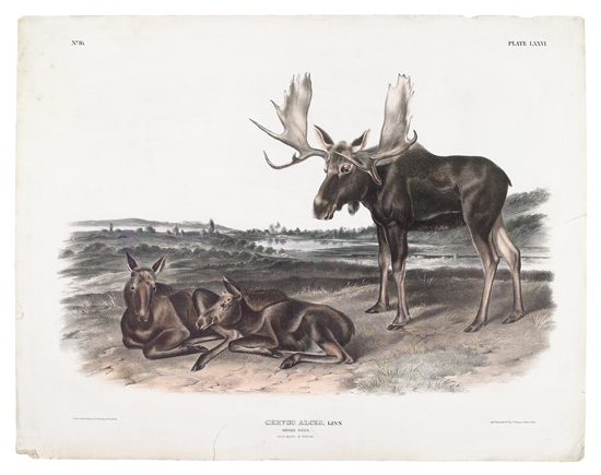 Appraisal: ANIMALS Audubon John James Moose Deer Plate LXXVI Hand-colored lithographed