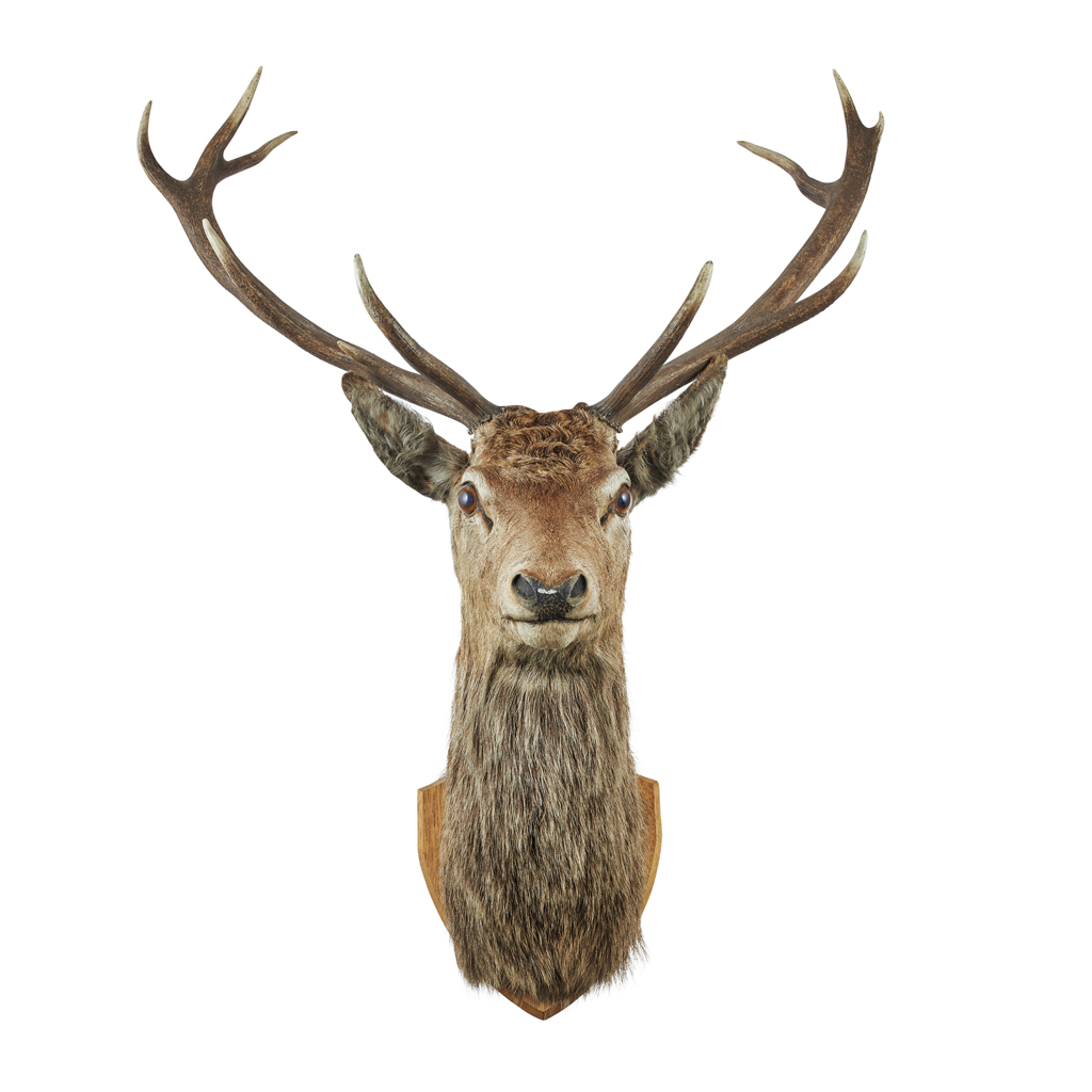 Appraisal: TAXIDERMY STAG'S HEAD TH CENTURY head and neck mount with