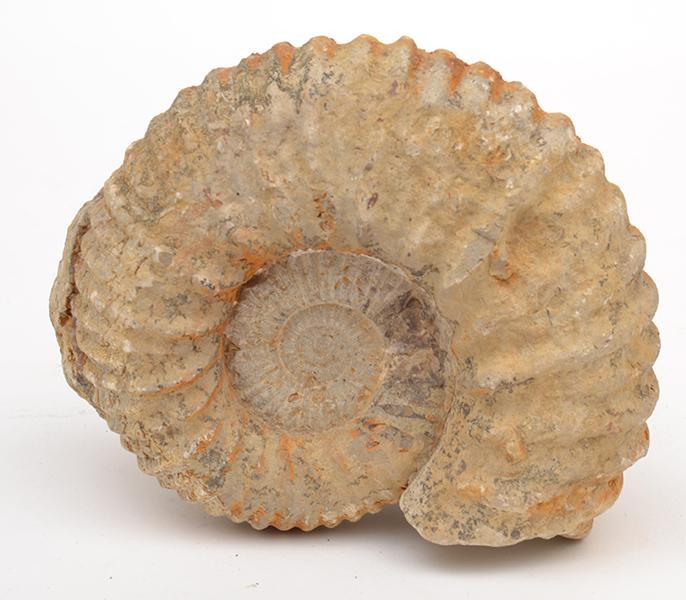 Appraisal: A SMALL AMMONITE FOSSIL