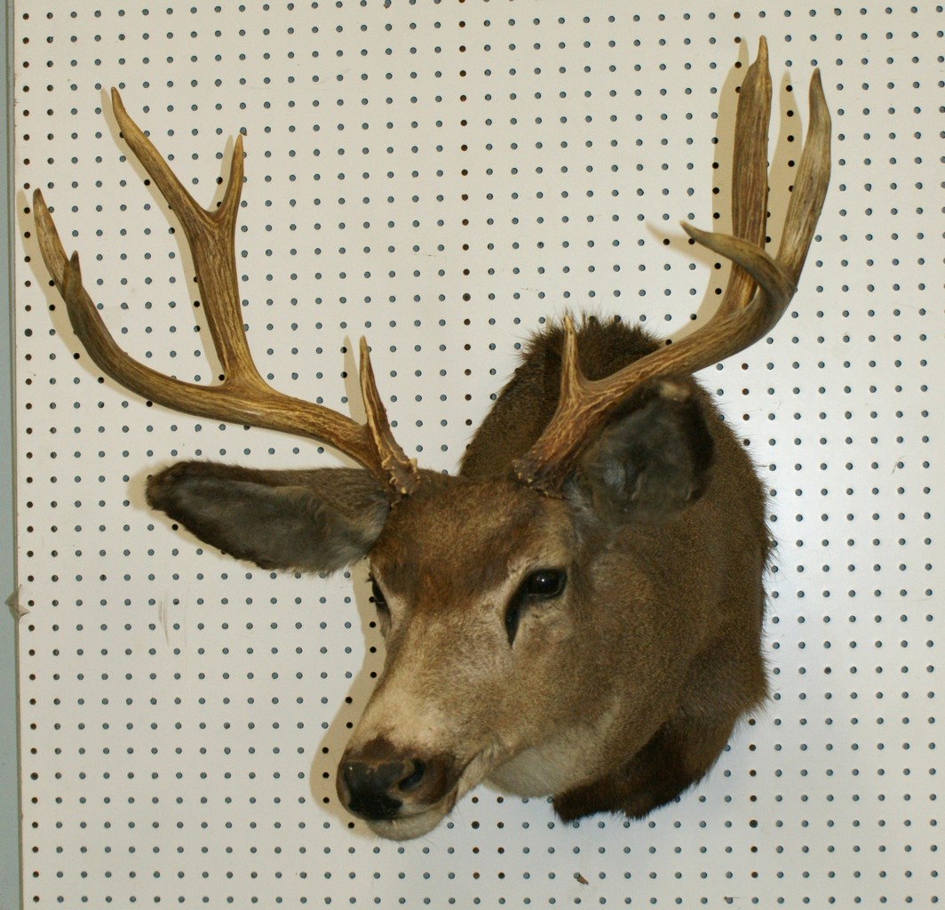 Appraisal: Deer shoulder mount with pt rack