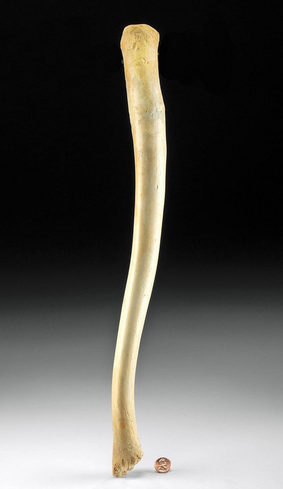 Appraisal: th C Alaskan Inuit Walrus Bone Oosik Baculum Native American