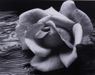 Appraisal: Ansel Adams Rose Driftwood Lithographic Photo Titled Rose and Driftwood