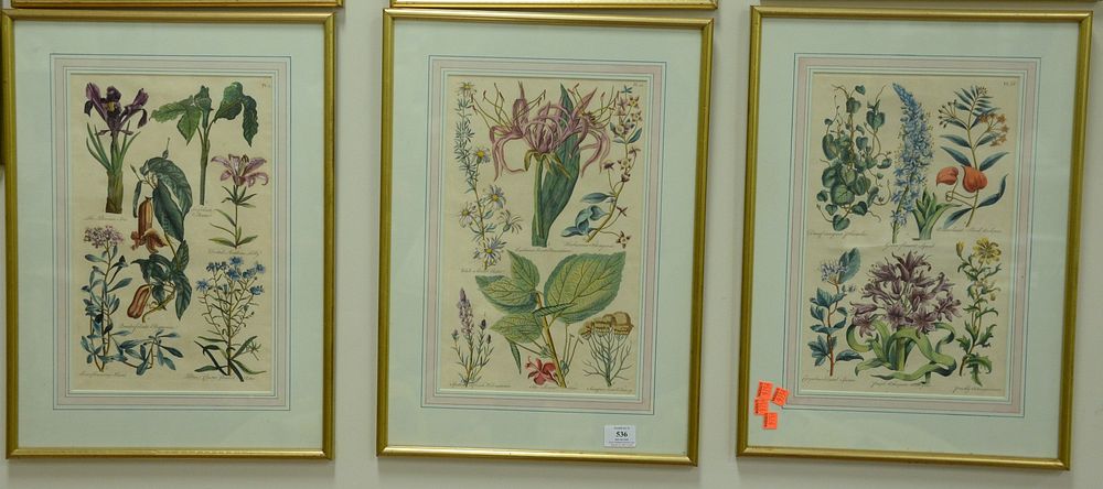 Appraisal: Eight Piece Group of John W Hill British - botanical