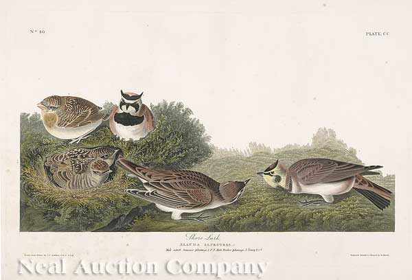 Appraisal: John James Audubon American - Shore Lark Plate CC from