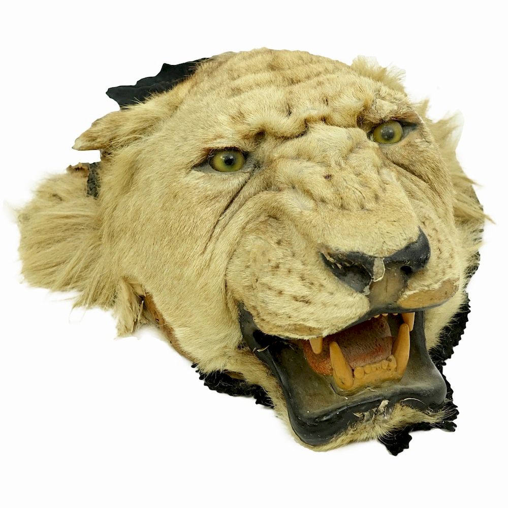 Appraisal: A Taxidermy Lion Head Wall Trophie A Taxidermy Lion Head