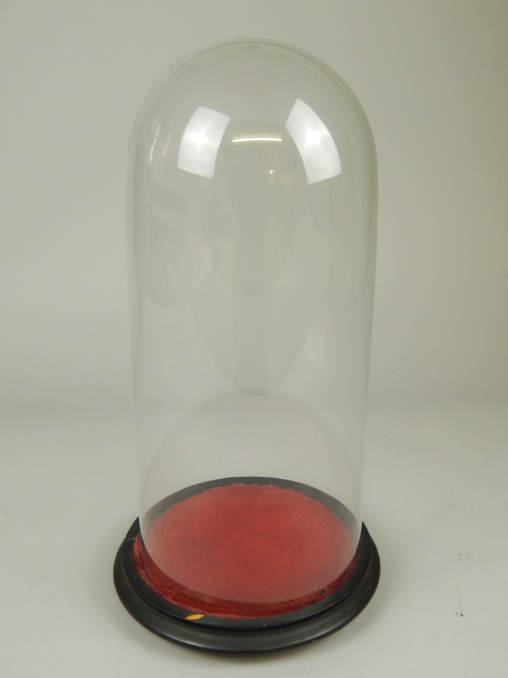 Appraisal: A glass dome with ebonised base cm high