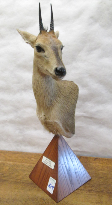 Appraisal: AFRICAN ANTELOPE TAXIDERMY MOUNT Gray Duiker head shoulder mount on