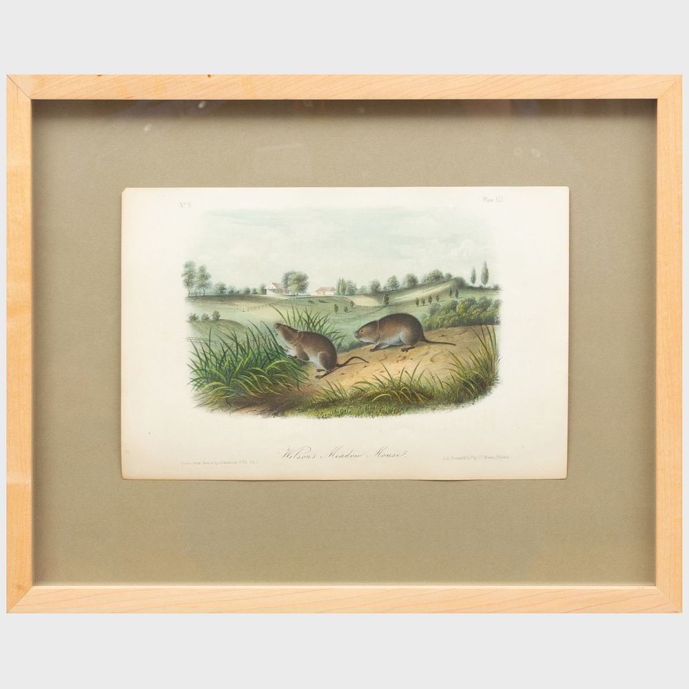 Appraisal: After John James Audubon - Wilson's Meadow Mouse from Quadrupeds