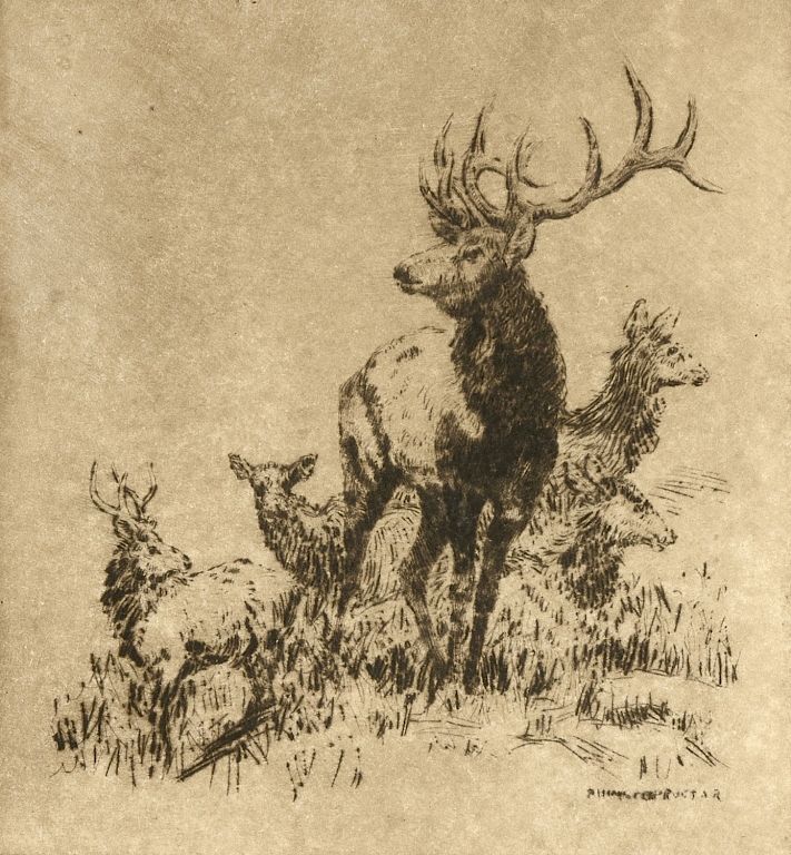 Appraisal: Alexander Phimister Proctor Untitled Buck Untitled Buck Artist Name Proctor