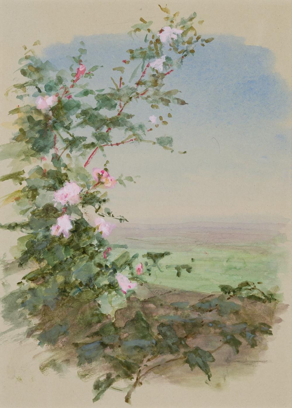 Appraisal: FIDELIA BRIDGES American - Blossom Sketch watercolor on paper unsigned