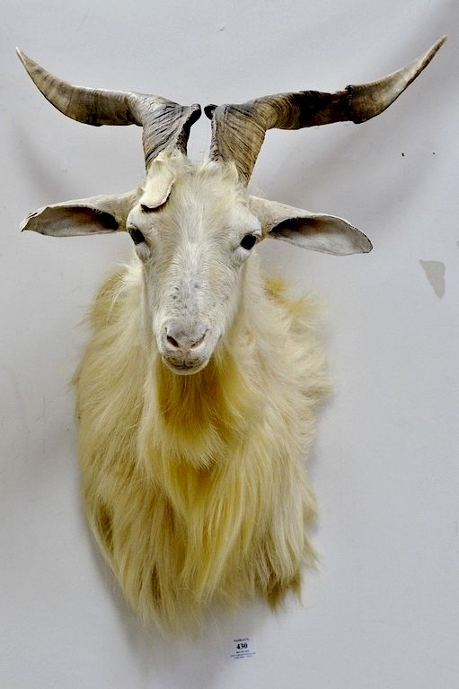 Appraisal: Taxidermy shoulder mount mountain goat dp in Taxidermy shoulder mount