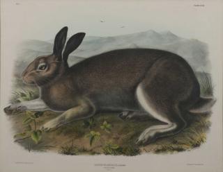 Appraisal: after JOHN JAMES AUDUBON American after JOHN JAMES AUDUBON American