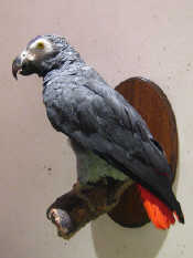 Appraisal: Taxidermy An African grey parrot mounted on a short branch