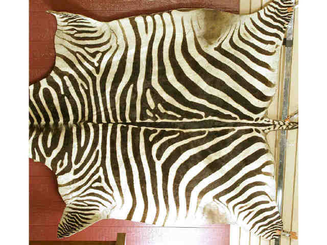 Appraisal: Zebra skin rug taken by John Wayne on safari hunt