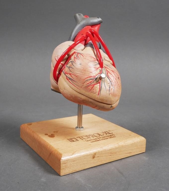 Appraisal: Anatomical model of human heart with removable parts mounted on