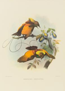 Appraisal: ELLIOT Daniel Giraud A Monograph of the Paradiseidae or Birds