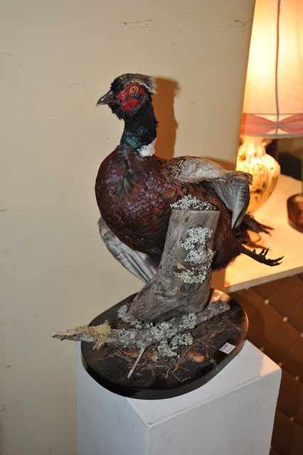 Appraisal: A TAXIDERMIED PHEASANT MOUNTED ON A BRANCH