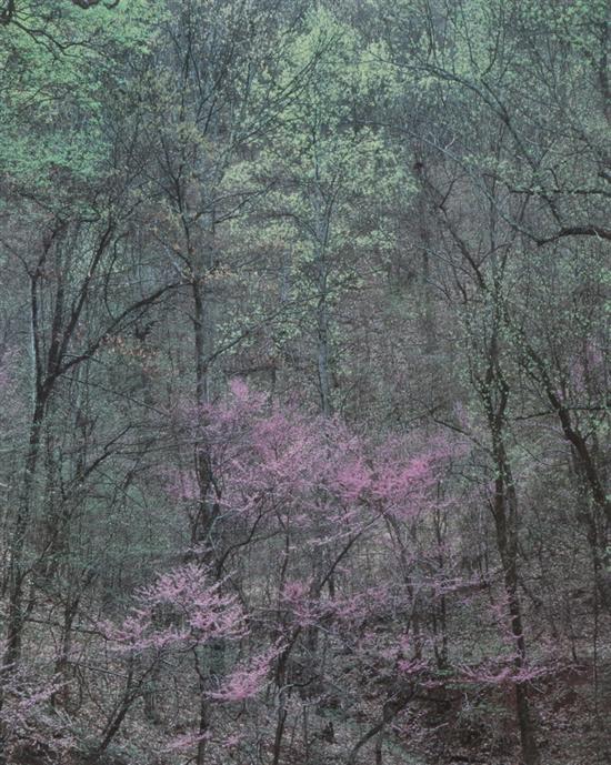 Appraisal: ELIOT PORTER American - WOODLAND VIEW WITH FLOWERING TREES signed