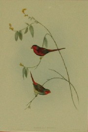 Appraisal: John Gould - Crimson Finch Estrelda Phaeton - hand coloured