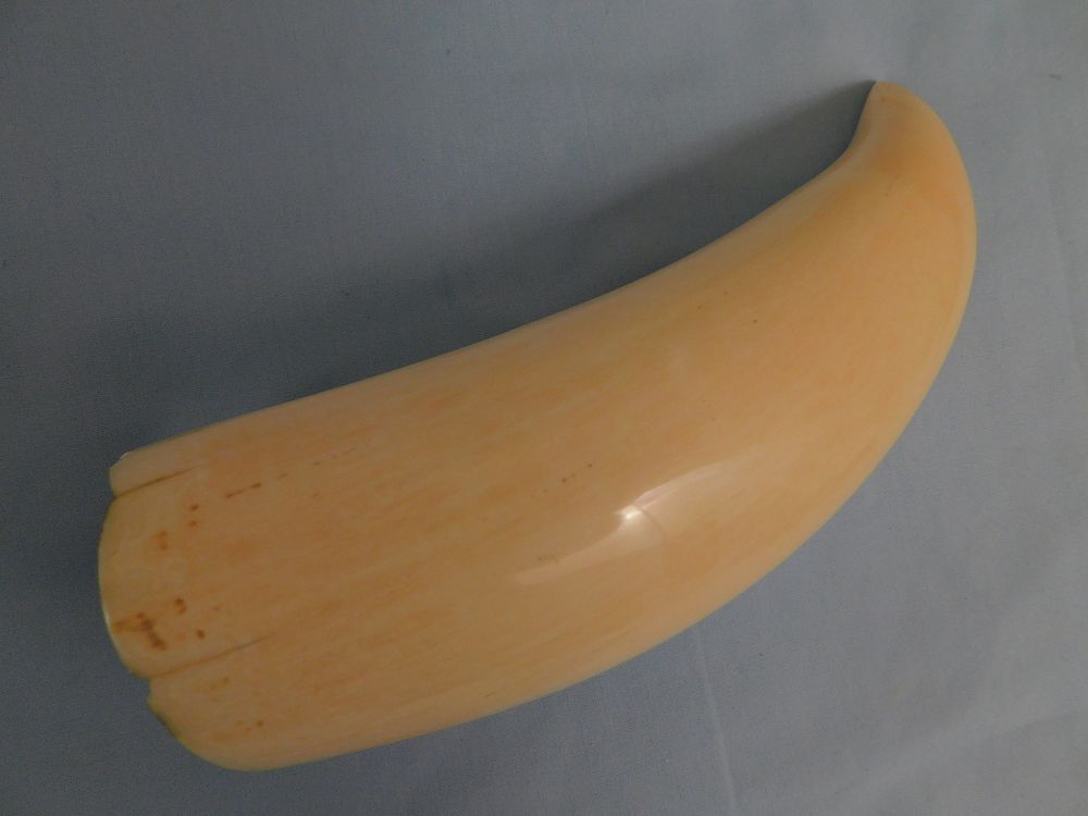 Appraisal: POLISHED WHALE TOOTH Large polished whale tooth with small metal