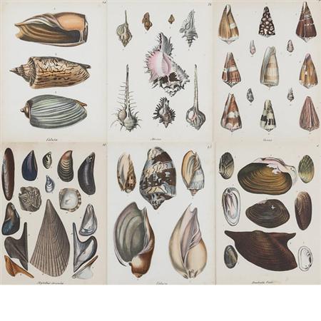 Appraisal: Friedrich Berge SHELL STUDIES Six hand-colored lithographs Estimate -