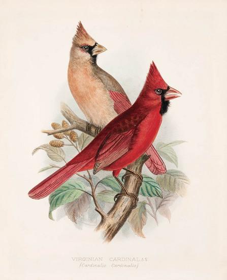 Appraisal: BUTLER Arthur Gardiner - Foreign Finches in Captivity London Brumby