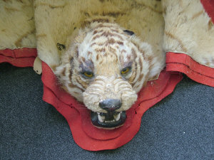 Appraisal: An early th century mounted tiger skin the head with